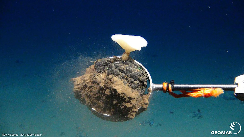 Un nodulo di manganese nelle profondità marine come simbolo dell'estrazione mineraria in acque profonde.